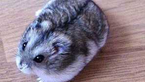 Kolik let žije knedlíkové křečníky doma?